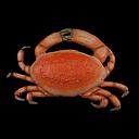 Miete - rote Glitzer-Krabbe