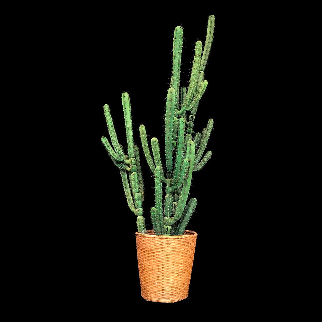 Kaktus im Topf - Künstliche Pflanze