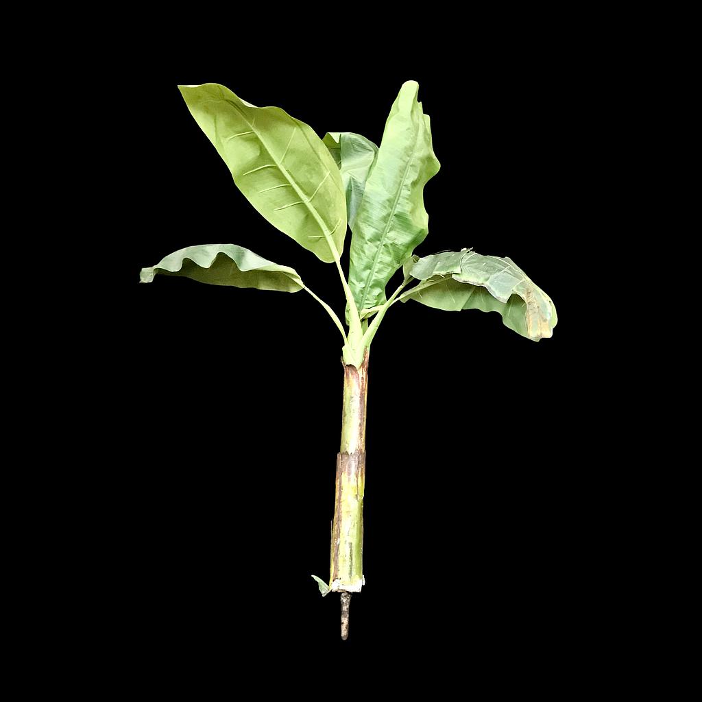 Künstliche Pflanze, Dieffenbachie Stamm