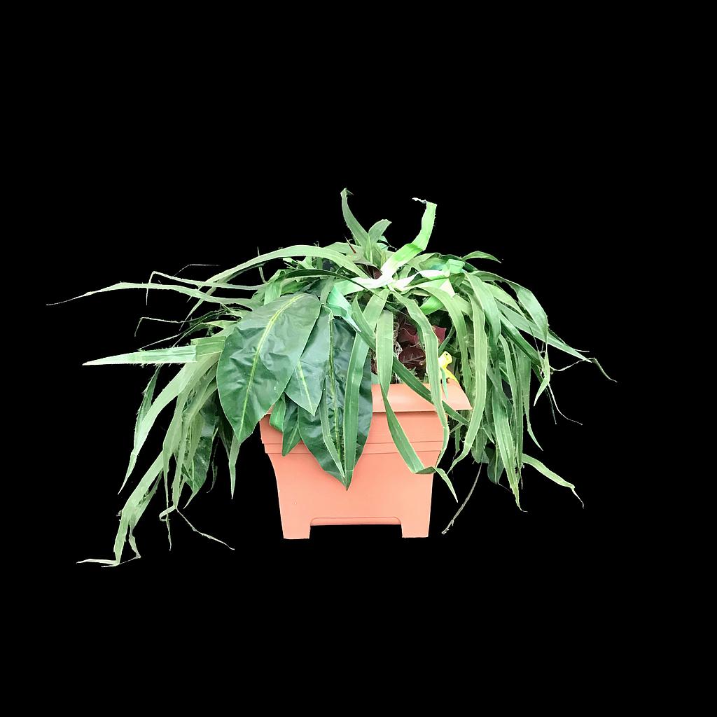 Miete - Künstliche Pflanze, Philodendron