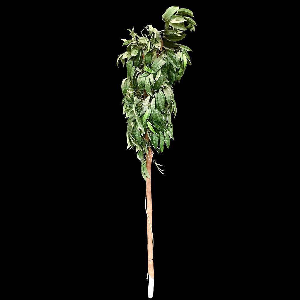 Miete - Künstliche Pflanze, Polypodiaceae Stamm