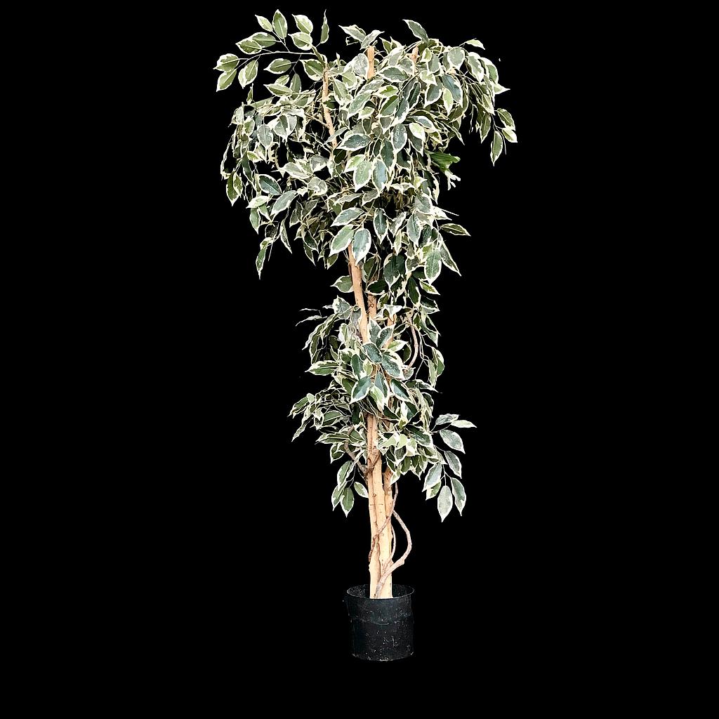 Miete - Ficus Weißblatt im Topf