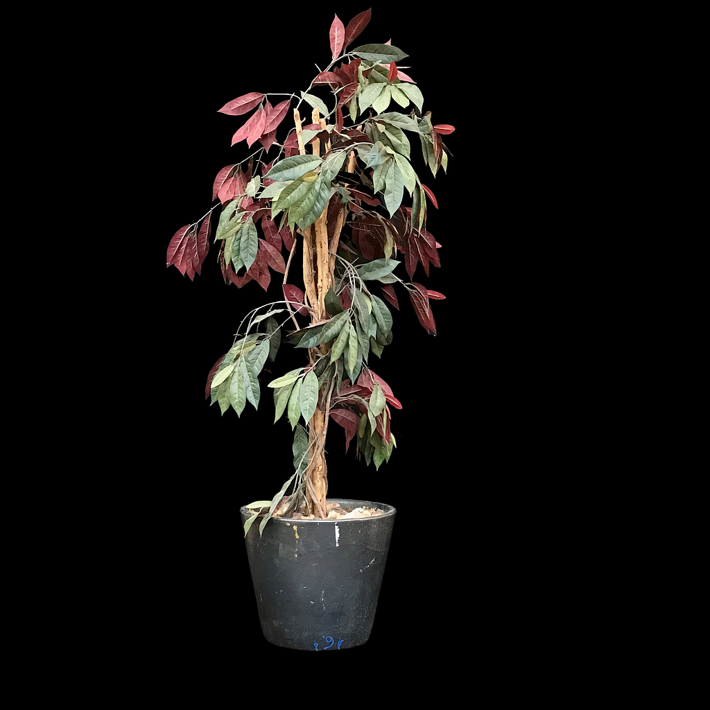 Miete - künstlicher Gummibaum mit roten Blättern im Topf