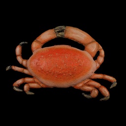 [MAR0170] rote Glitzer-Krabbe