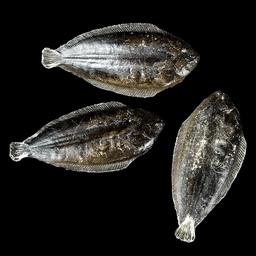 [MAR0227] Fisch aus Plastik Scholle