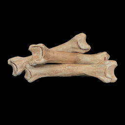 [REQ0351] beige Knochen aus Pappmaché