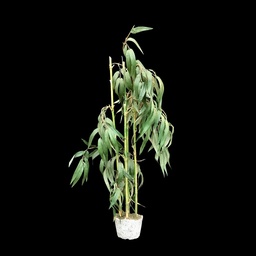 [PFL0024] Künstliche Pflanze, Bambus