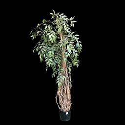 [PFL0052] Diverse künstliche Ficus Benjamini