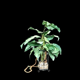 [PFL0061] künstlicher Philodendron im Metallkorb